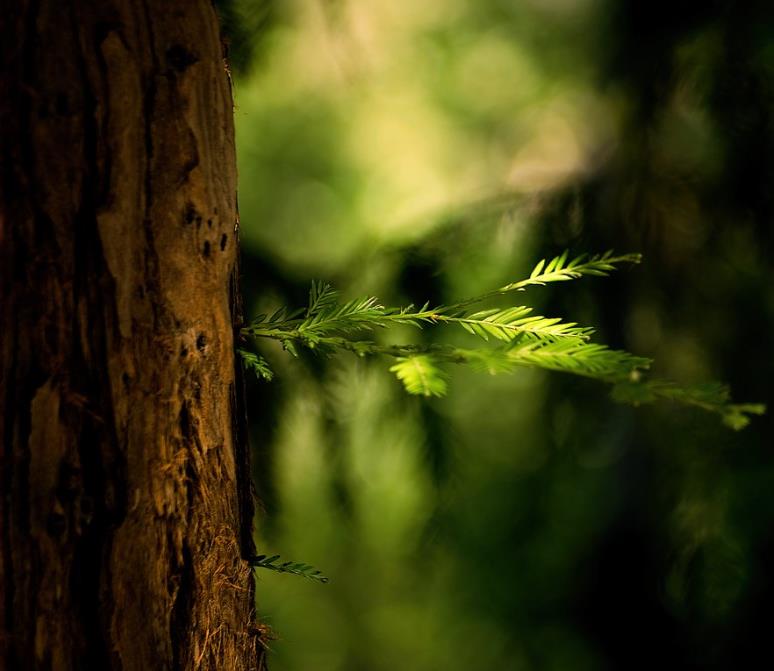 Sequoia sempervirens - Sequoia Sempre Verde, Sequoia Costeira, Sequoia Vermelha, Coast Redwood