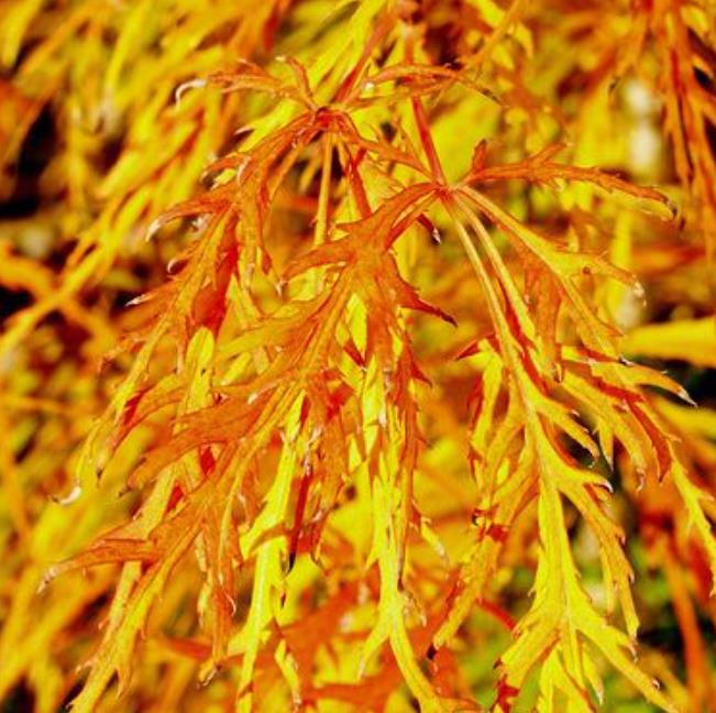 Acer palmatum Dissectum - Maple Folha de Renda, Maple Cascata, Bordo Cascata