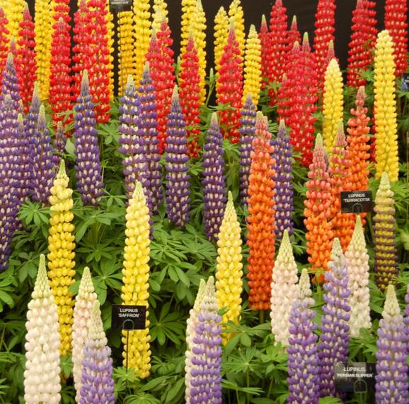 Lupinus polyphyllus New Millenium - Tremoço novo milênio, Tremoço novo milênio multi-colorido