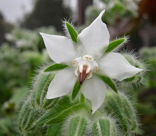 Borago Officinalis Alba - Borragem, Flor Da Alegria, Borage Floração Branco