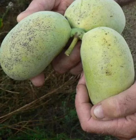 Assimina triloba - Paw Paw, Pawpaw, Manjar de Baunilha