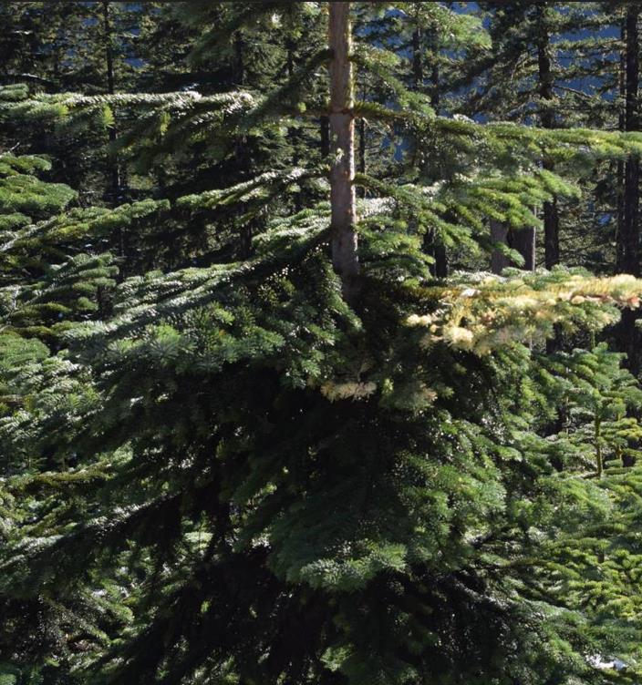 Abies amabilis - Abeto de Prata, Abeto Prateado do Pacífico, Cascade Silver Fir