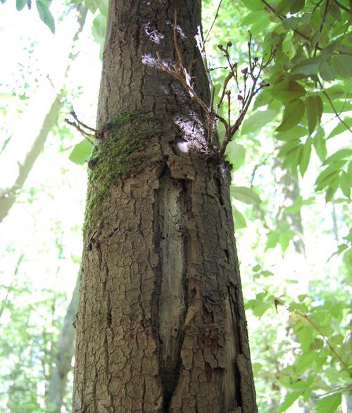 Alnus rubra - Amieiro Vermelho, Amieiro do Oregon, Amieiro Ocidental