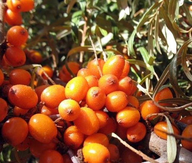 Hippophae rhamnoides (Elaeagnus rhamnoides) - Cereja do Mar, Espinheiro Marítimo, Sea Buckthorn