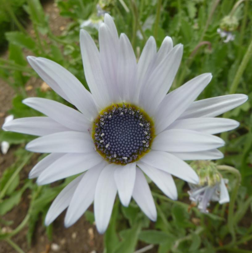 Arctotis grandis - Margarida Africana de Olhos Azuis, Blue Eyed Daisy, Margarida Africana Grandis
