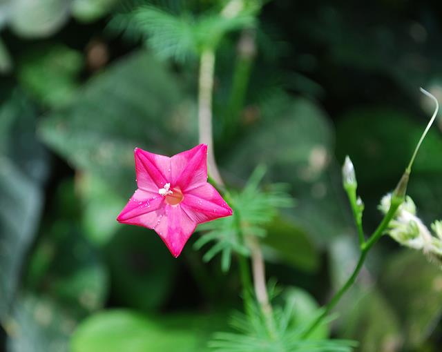 Ipomoea quamoclit Feathers (Pennata) - Mix (branca, rosa e vermelha) - Trepadeira cipreste, Videira cipreste Glória da m