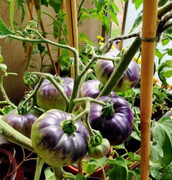 Solanum lycopersicon Blue beauty - Tomate azul Brad Gates, Tomate Beleza Azul,  Tomate Blue Beauty