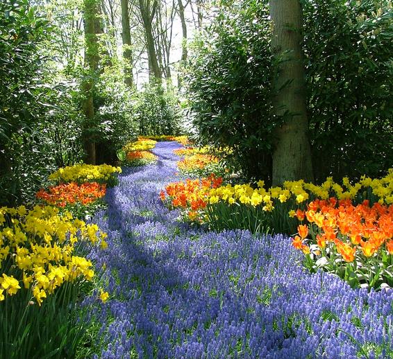 Muscari armeniacum - Jacinto Uva, Jacinto de uva Armênio
