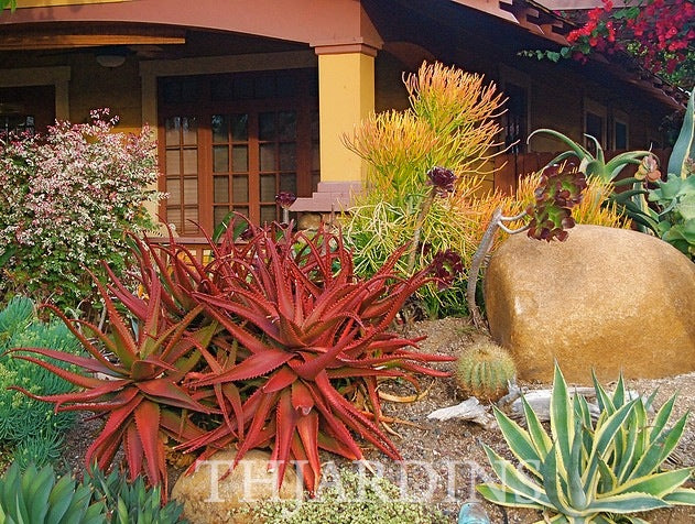 Aloe cameronii var. Vermelho - Aloe vermelha