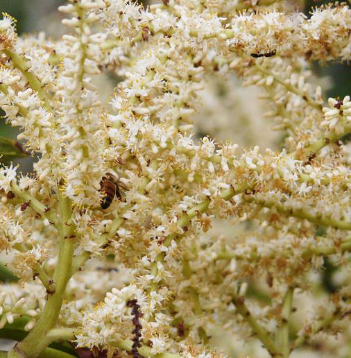 Palmeira Serenoa repens - Palmeira Saw Palmeto, Palmeira Serenoa repens