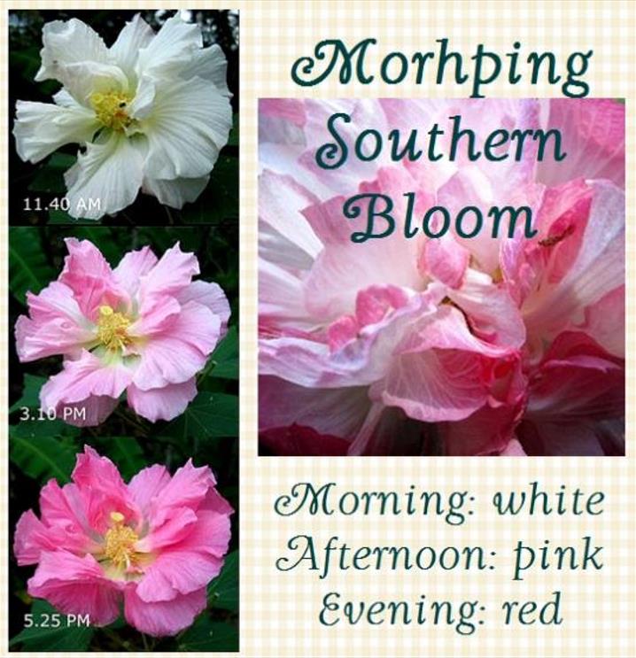 Hibiscus mutabilis - Rosa Confederada, Rosa Louca, Mimo de Vênus, Dixie Rosemalow