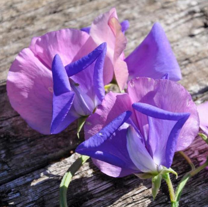 Lathyrus odoratus x belinensis 'Erewhon' - Ervilha Doce 'Erewhon', Trepadeira Ervilha de Cheiro 'Erewhon', Lathyrus odor