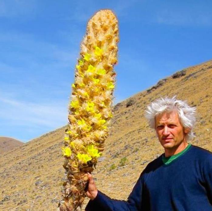 Puya yakespala - Bromélia Princesa Iluminada, Bromélia Amarela do Deserto