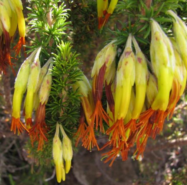 Erica coccinea subsp. Coccinea - Erica coccinea, Urze com Borla, Urze de Borla, Érica verdadeira