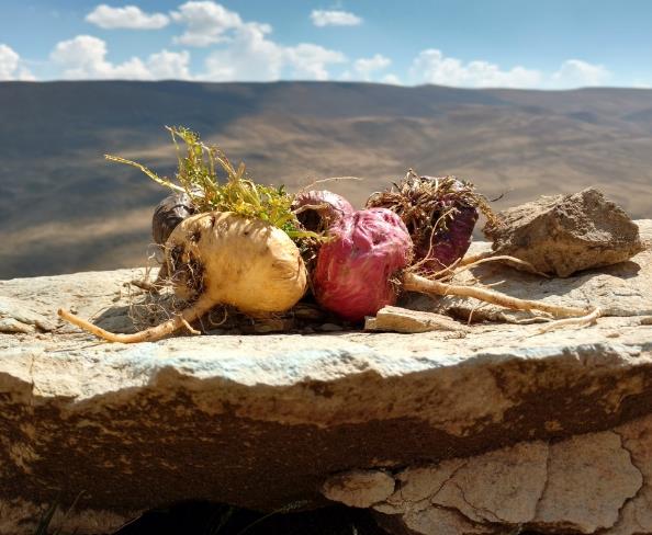 Lepidium meyenii - Maca Peruana, Ginseng dos Andes, Viagra dos Incas