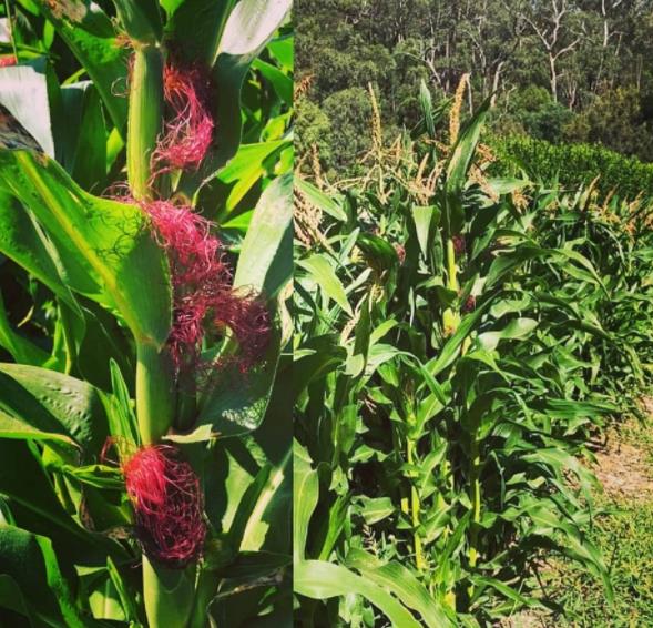 Zea mays Strawberry Popcorn (C.O) - Milho Pipoca Morango, Milho Pipoca Ornamental
