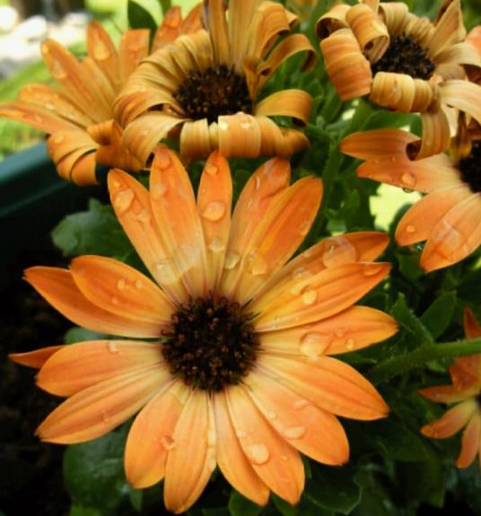 Osteospermum ecklonis (Dimorphotheca ecklonis) mix - Margarida do cabo mix, Estrela do Veldt, Margarida marinheiro, Marg