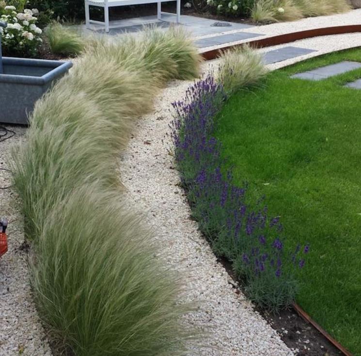 Stipa tenuissima (Nassella tenuissima) - Grama Rabo de Cavalo, Grama Cabelo dos Anjos, Grama de Pena Mexicana, Ponytails