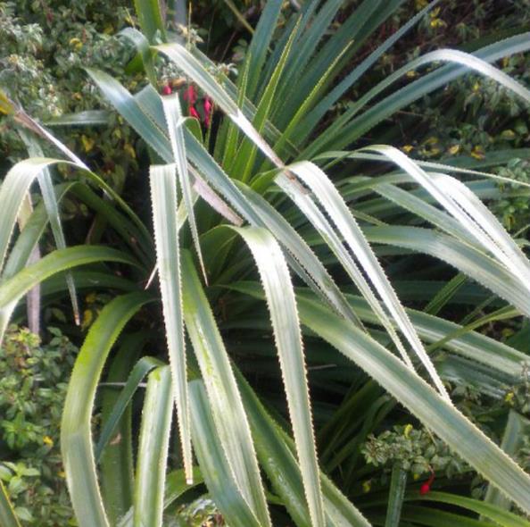 Greigia sphacelata - Bromélia Chupones, Chupón, Chupeta, Quiscal