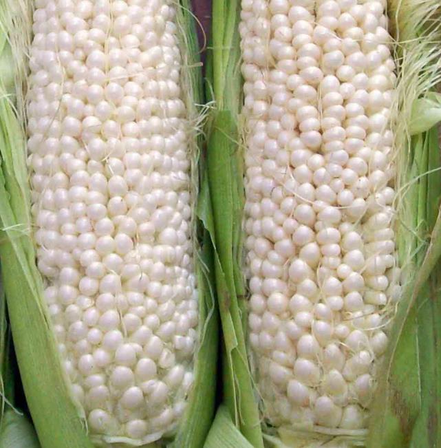 Zea mays Country Gentleman (C.O) - Milho Doce Country Gentleman, Milho Doce Shoepeg