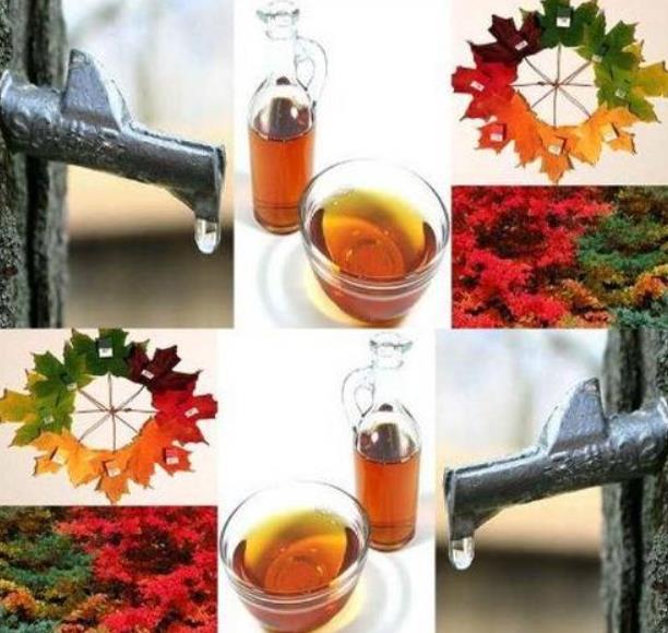 Acer saccharum - Sugar Mapple, Verdadeiro Maple Syrup - Bordo de Prata