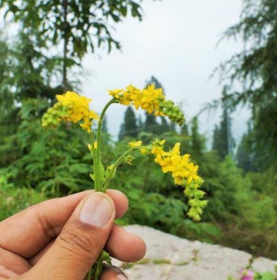 Agrimonia eupatoria - Eupatória, Erva Milagrosa, Erva dos Gregos, Erva Hepática, Campanários de Igreja