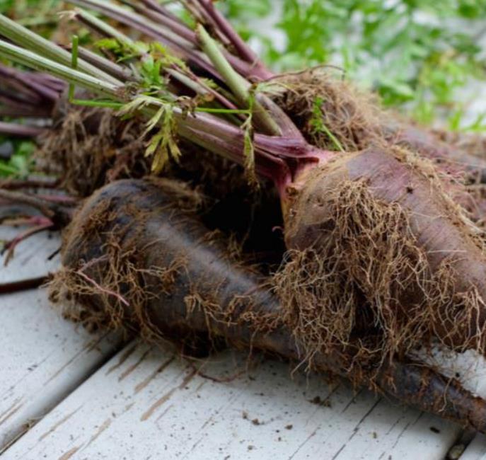 Daucus carota 'Pusa Asita Black' (C. O) - Cenoura roxa-enegrecida interior e exterior, Cenoura negra, Cenoura colorida