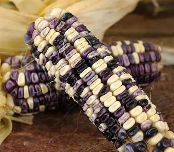 Zea mays Cherokee White Eagle (C.O) - Milho Cherokee Águia Branca