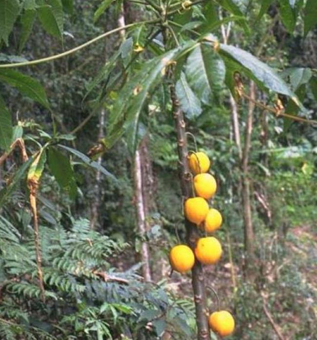 Vasconcellea palandensis (Carica palandensis) - Mamão Papaya de Palanda, Papaillo, Palanda Papaya