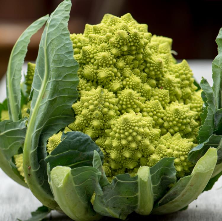 Brassica oleracea Botrytis Romanesco (C.O) - Brócolis Romanesco, Couve-Flor Romanesco, Broccoflower