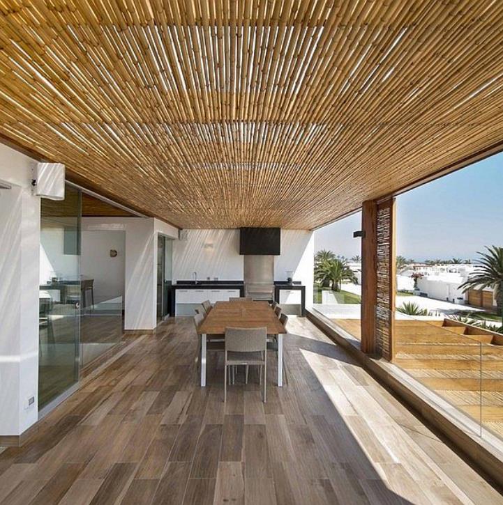 Dendrocalamus strictus - Bambu Ferro - Bambu Gigante Ferro, Bambu Sólido