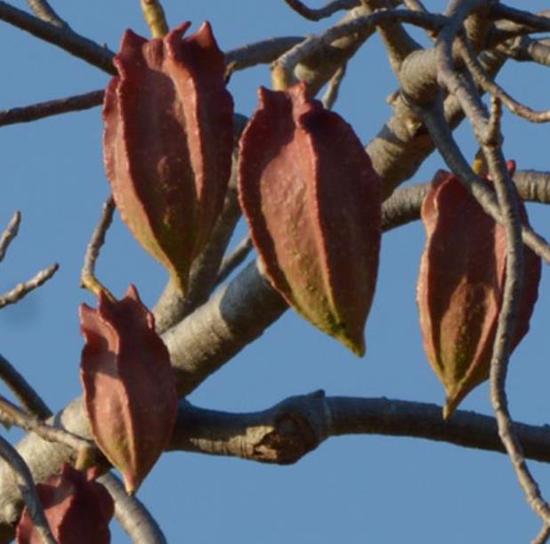 Jacaratia mexicana 'Maroon' - Nome comum: Jacaratia Mexicana, Mamão Papaya Mexicano, Jacarácia, Mamão B