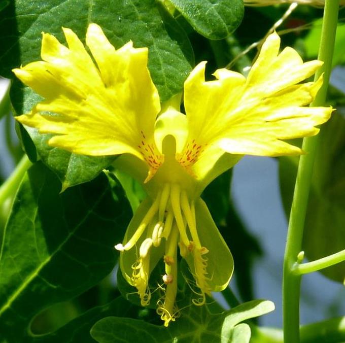 Tropaeolum peregrinum - Trepadeira Pássaro Peregrino, Canários Peregrinos, Canary Bird, Canary Creeper