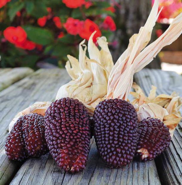 Zea mays Strawberry Popcorn (C.O) - Milho Pipoca Morango, Milho Pipoca Ornamental