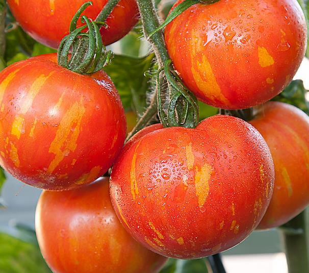 Solanum lycopersicon Tigerella Improved - Tomate Tigrado, Tomate Tigerella