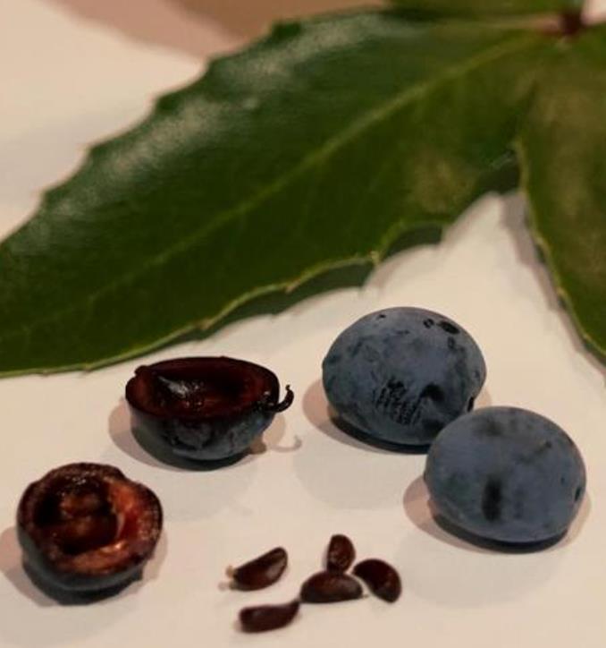 Mahonia aquifolium - Uva do Oregon, Berberis do Oregon