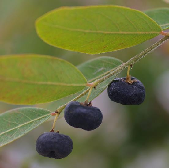 Phyllanthus reticulatus (Kirganelia reticulata) - Groselha da África, Planta da Batata Assada, Arbusto Batata Assada, Ro