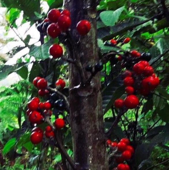 Carica microcarpa ssp. Baccata (Vasconcellea microcarpa) - Mamão Papaia Microcarpa, Papaia Figo, Mamão Figo