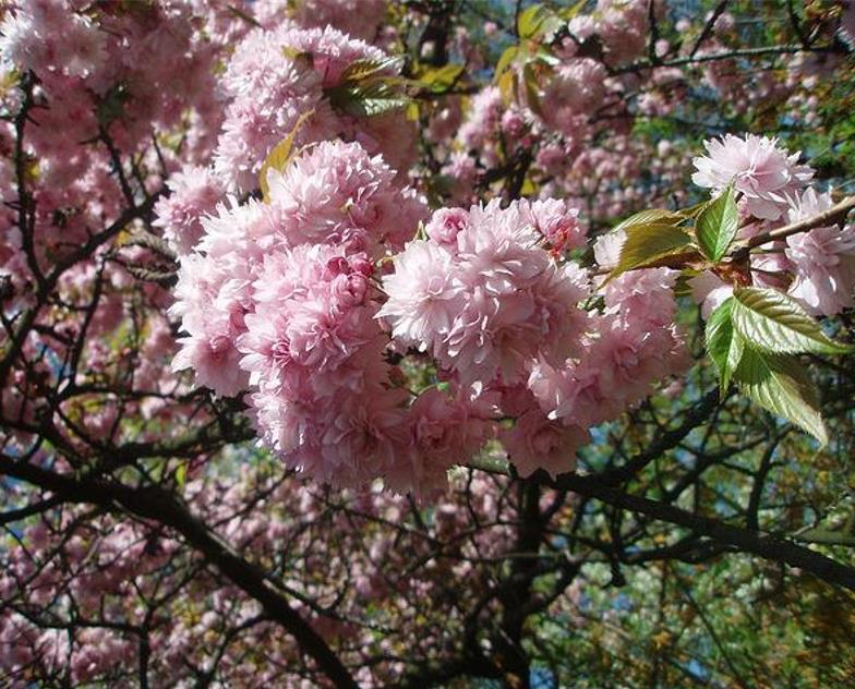 Prunus triloba - Cerejeira Floração de Amêndoa, Cereja Flor Dobrada de Amêndoa