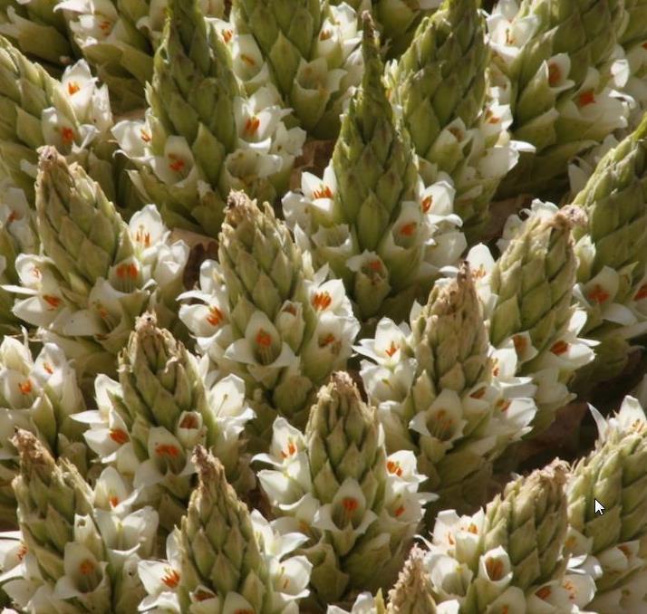 Puya raimondii (maior bromélia do mundo) - Bromélia Gigante, Rainha das Bromélias, Rainha dos Andes