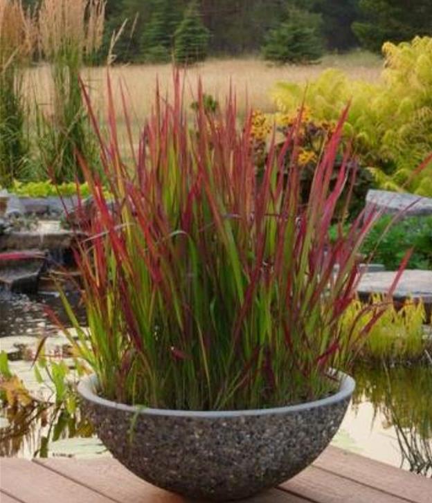 Imperata cylindrica 'Red Baron' - Grama Sangue Japonês, Japanese Bloodgrass