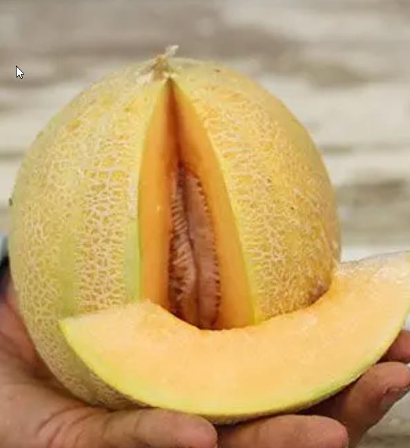 Cucumis melo Minnesota Midget (Certificação Orgânica) - Melão de Minnesota, Melâo Mel Individual de Minnesota