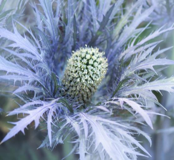 Eryngium alpinum Superbum - Azevinho do mar, Eringio soberbo, Eringio esplêndido, Blue sea holly