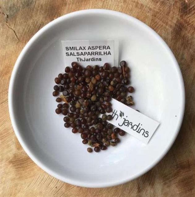 Smilax aspera - Salsaparrilha, Trepadeira Salsaparrilha, Zarzaparilla, Alegria do Campo