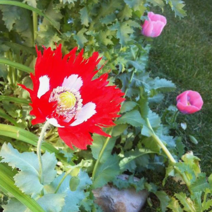 Papaver somniferum 'Danebrog Danish Flag' - Papoula Bandeira da Dinamarca, Papoula Franjada, Papoula Emplumada, Danish F