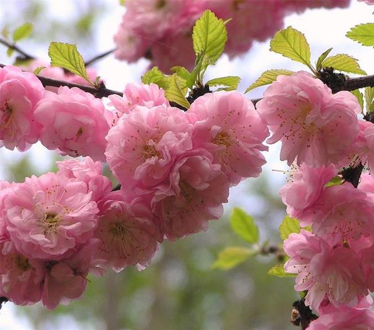 Prunus triloba - Cerejeira Floração de Amêndoa, Cereja Flor Dobrada de Amêndoa