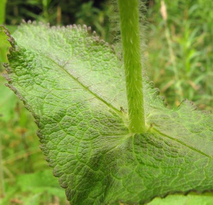 Eupatorium perfoliatum - Boneset, Eupatório, Antimônio Vegetal, Suor Vegetal, Febre do Mar, Febre Beakbon
