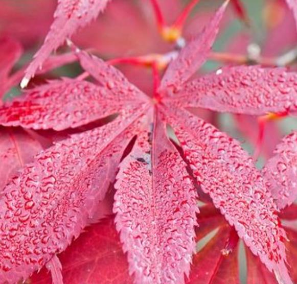 Acer palmatum Bloodgood - Acer Maple Bloodgood