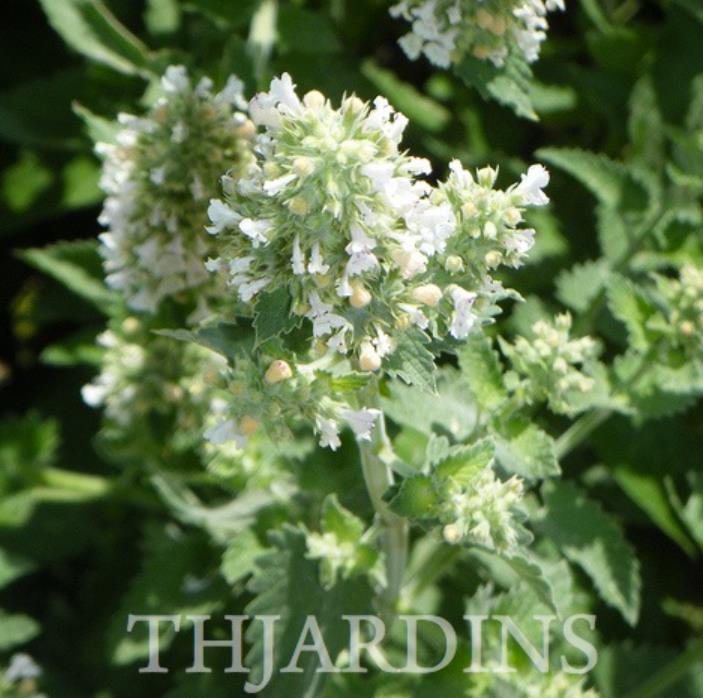 Nepeta cataria 'Citriodora' - Bálsamo do Campo, Bálsamo de Limão, Erva dos Gatos Essência Limão, Catnip Citrad
