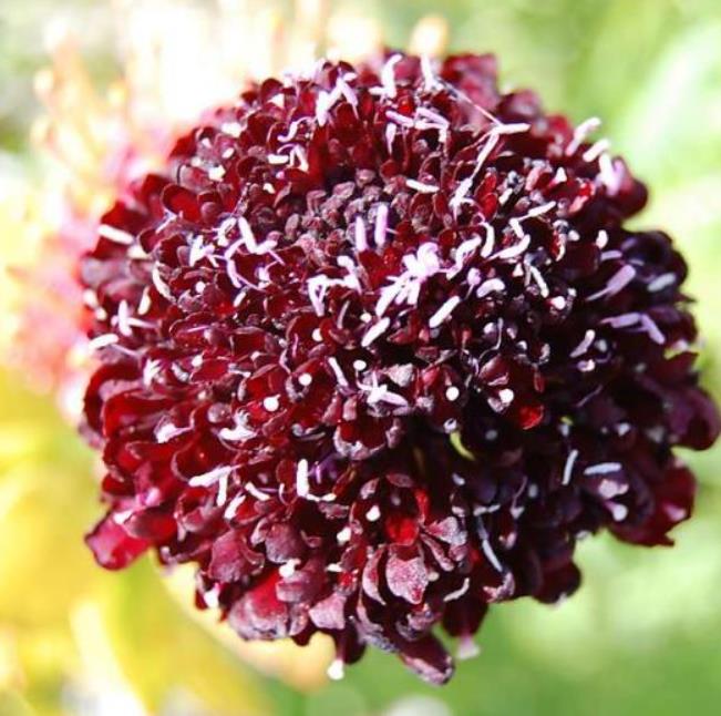 Scabiosa atropurpurea 'Florist Fire King' - Doce Escabiosa, Escabiosa dos Jardins, Flor da Saudade